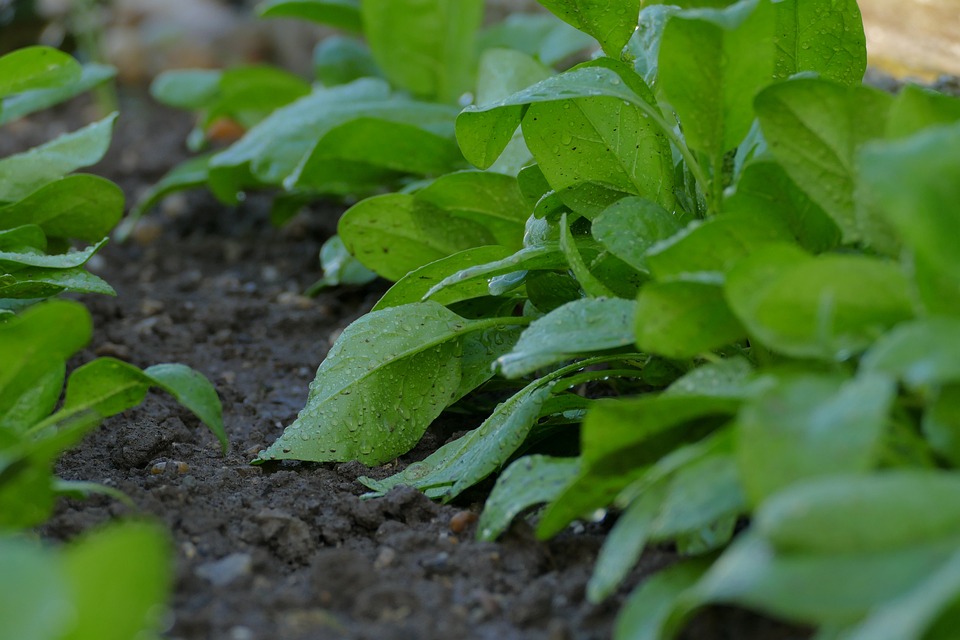 arrosage plantes