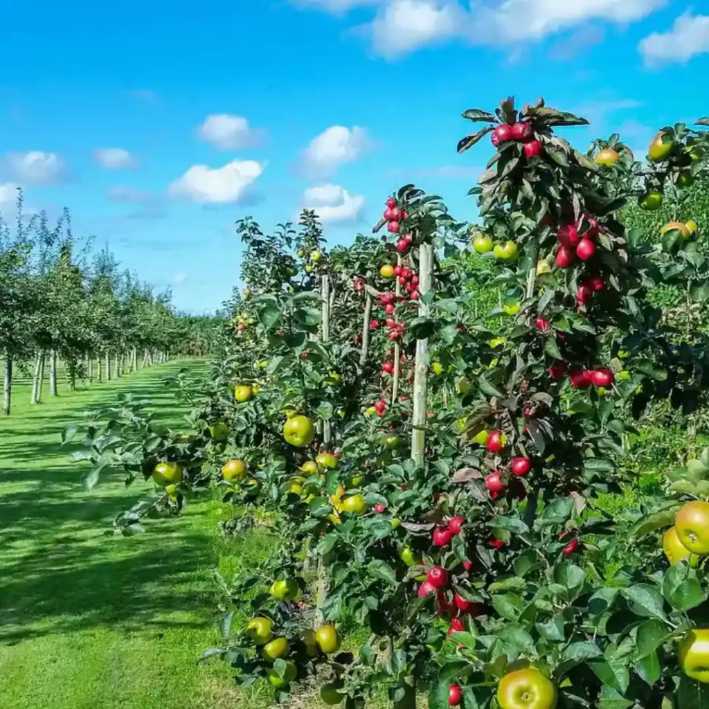 taille fruitière jardinier marne