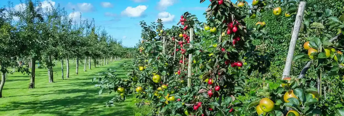 arbres fruitiers taille